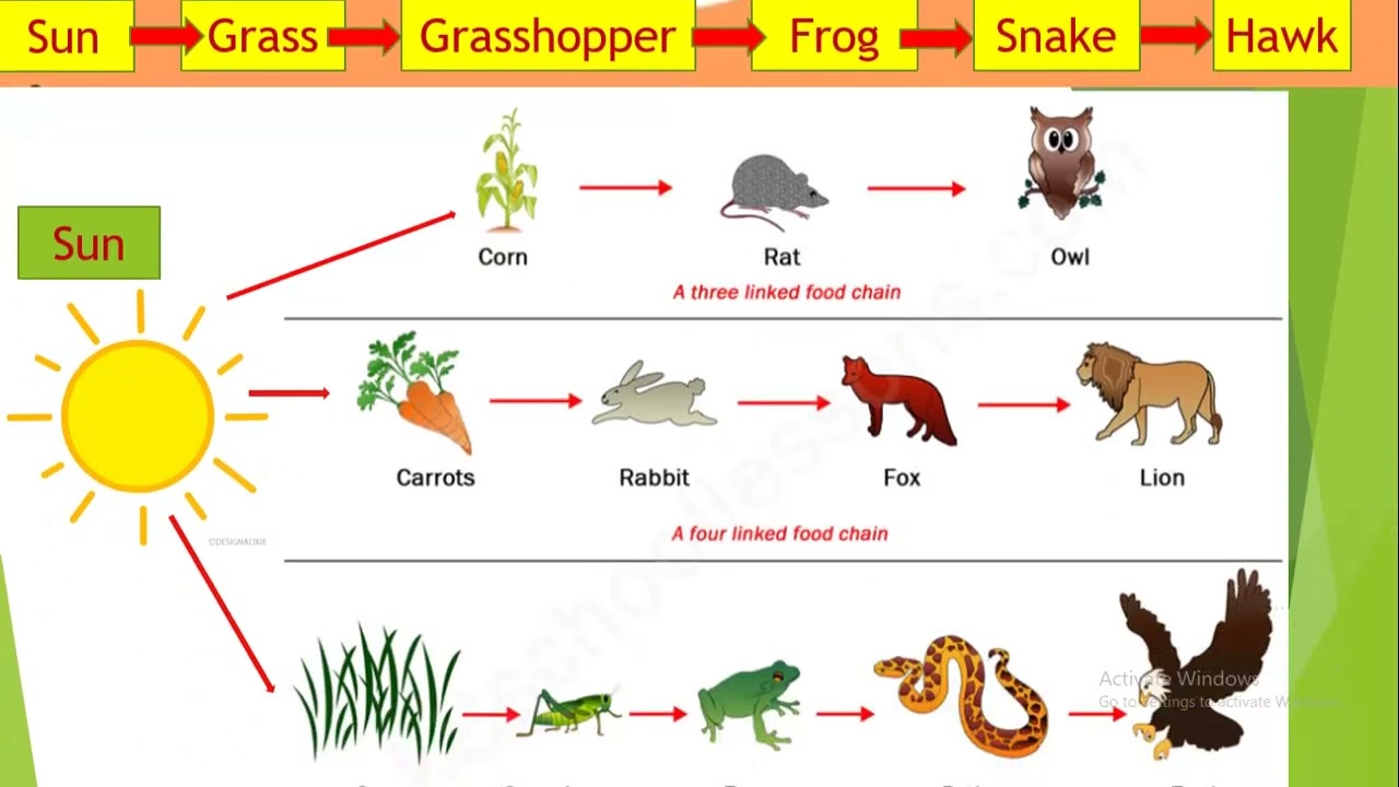 food chain 3rd grade