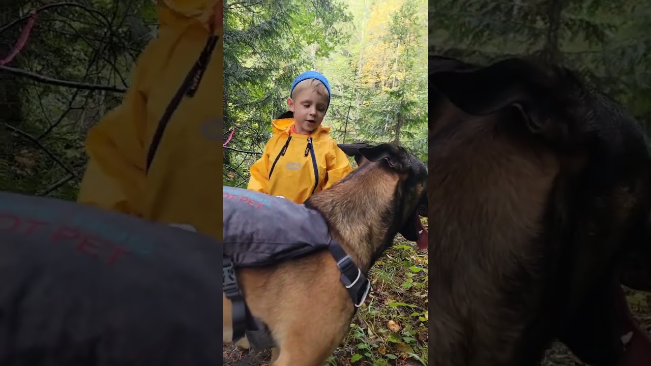 Today's mushroom hunt #pnw #olympicnationalpark #goldcreek #mushroom #unschooling #forage