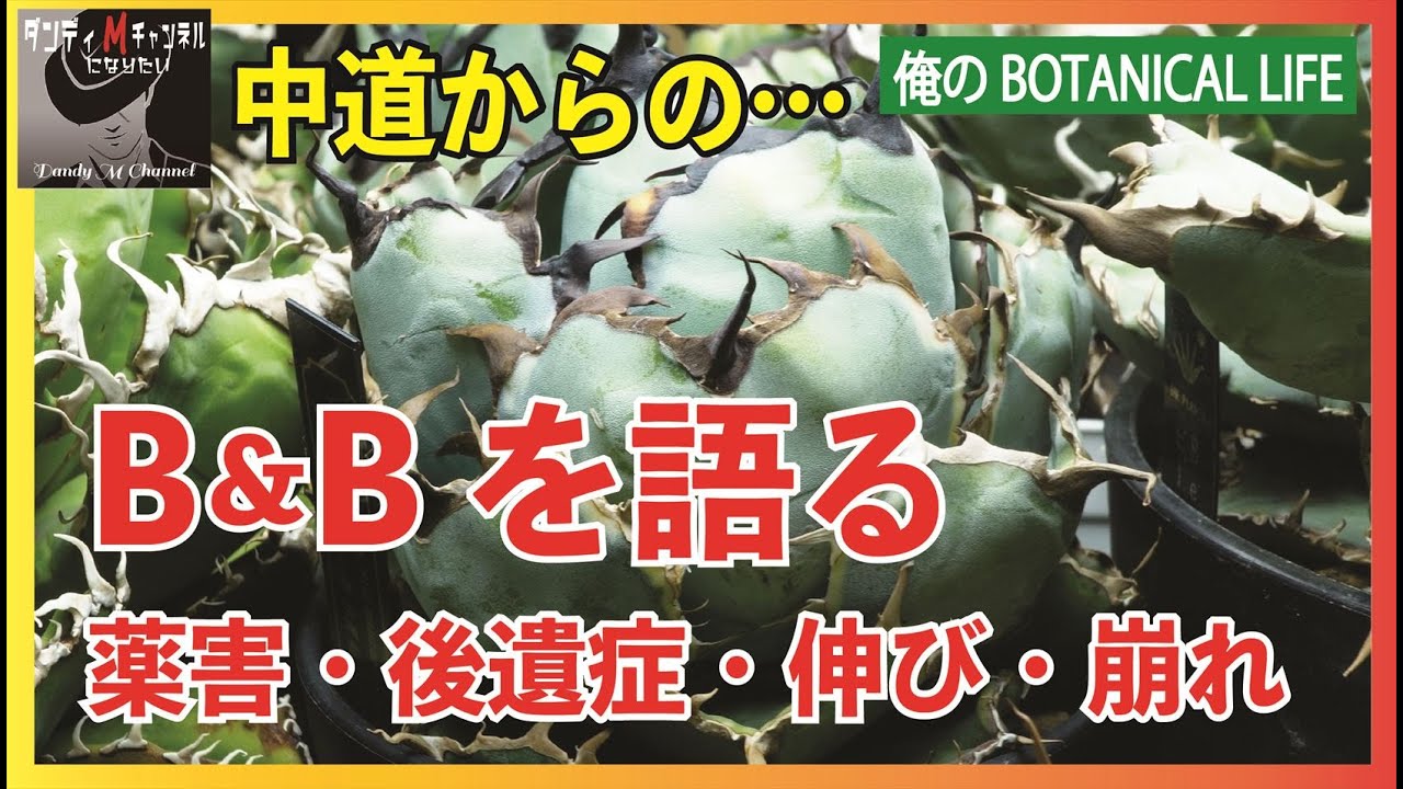 ブラック＆ブルー　あのBBはどうなったか？薬害・後遺症・伸びた葉など　そして選挙の話し少し　中道からの電話