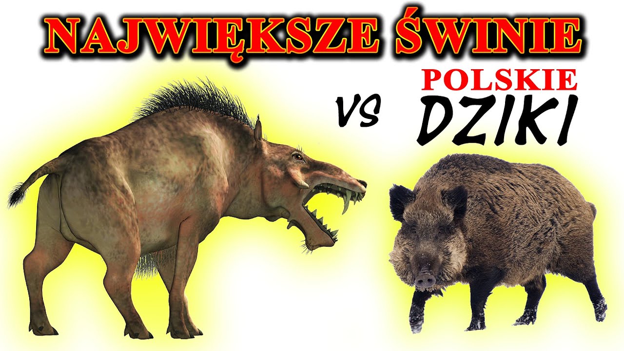ENTELODONT, HOGZILLA  - Największe świnie świata VS polskie DZIKI (dlaczego maleją?)