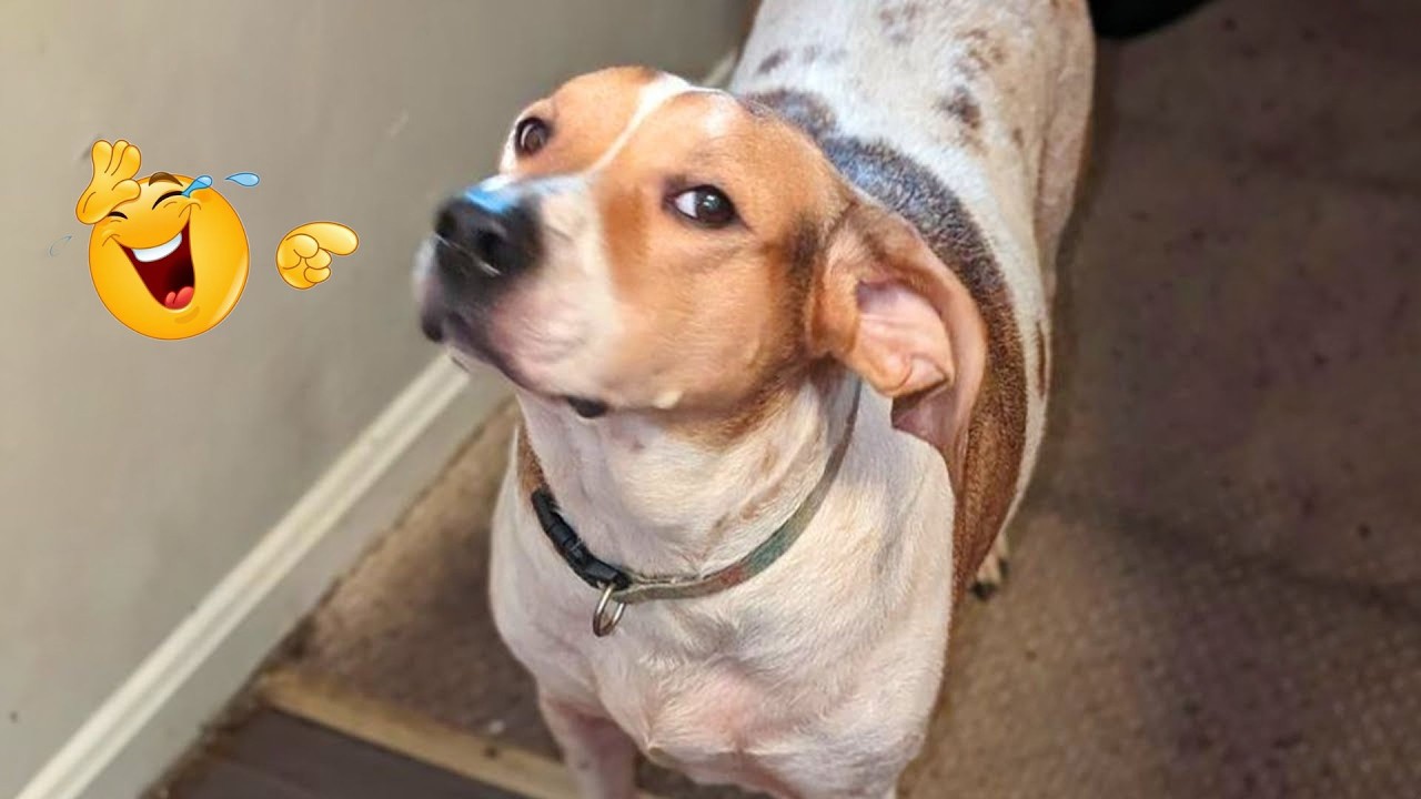 I Asked for a Dog… But Got a Full-Time Comedian Instead 😂🐶 Funniest Dog Moments Ever