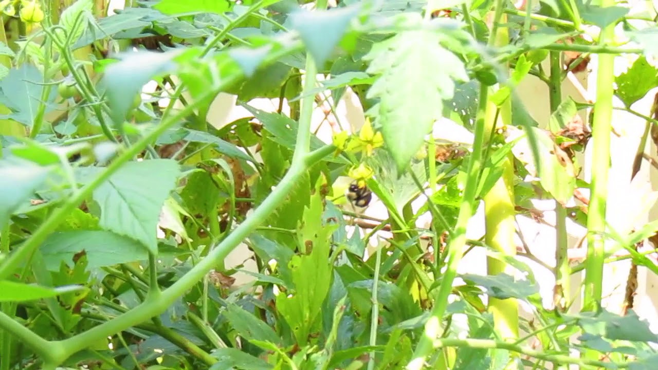 Bumble pollinating tomatoes