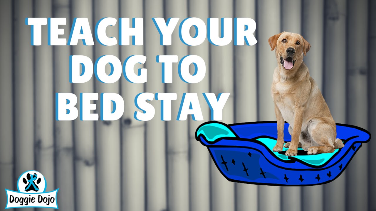 Teach Your Dog to Bed Stay - Dinner Time Dog Training