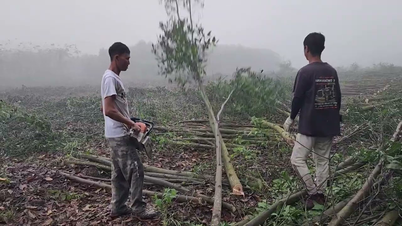 CƯA LÔ TRÀM 8 SÀO GẦN BỜ KÊNH - TRÀ TÂN - LÂM ĐỒNG P CUỐI#