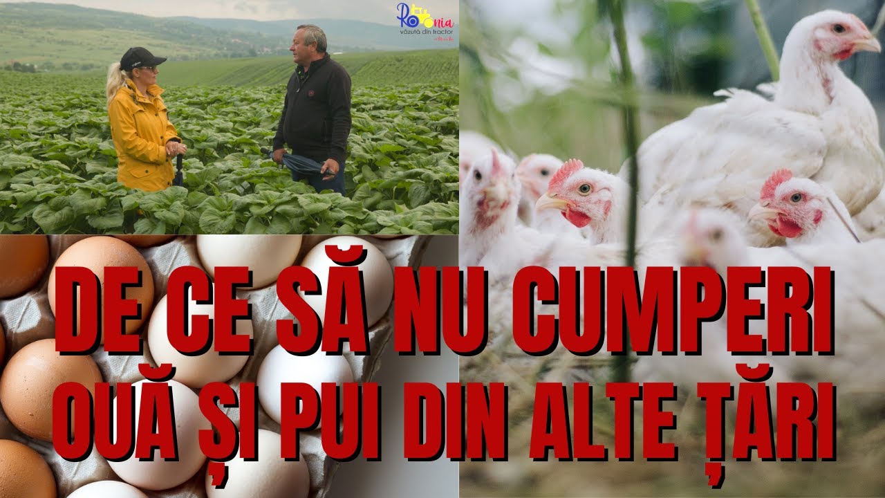 De ce să nu cumperi ouă și pui din alte țări / România văzută din tractor