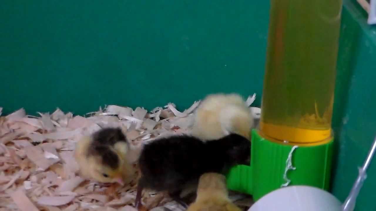 Button Quail: Teaching The Baby How To Drink
