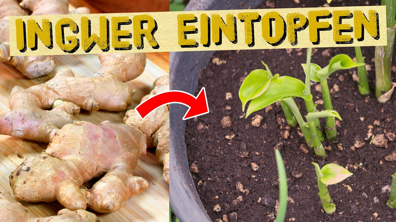 Ingwer erfolgreich einpflanzen: Der richtige Topf & die beste Erde f&uuml;r massiven Ertrag!