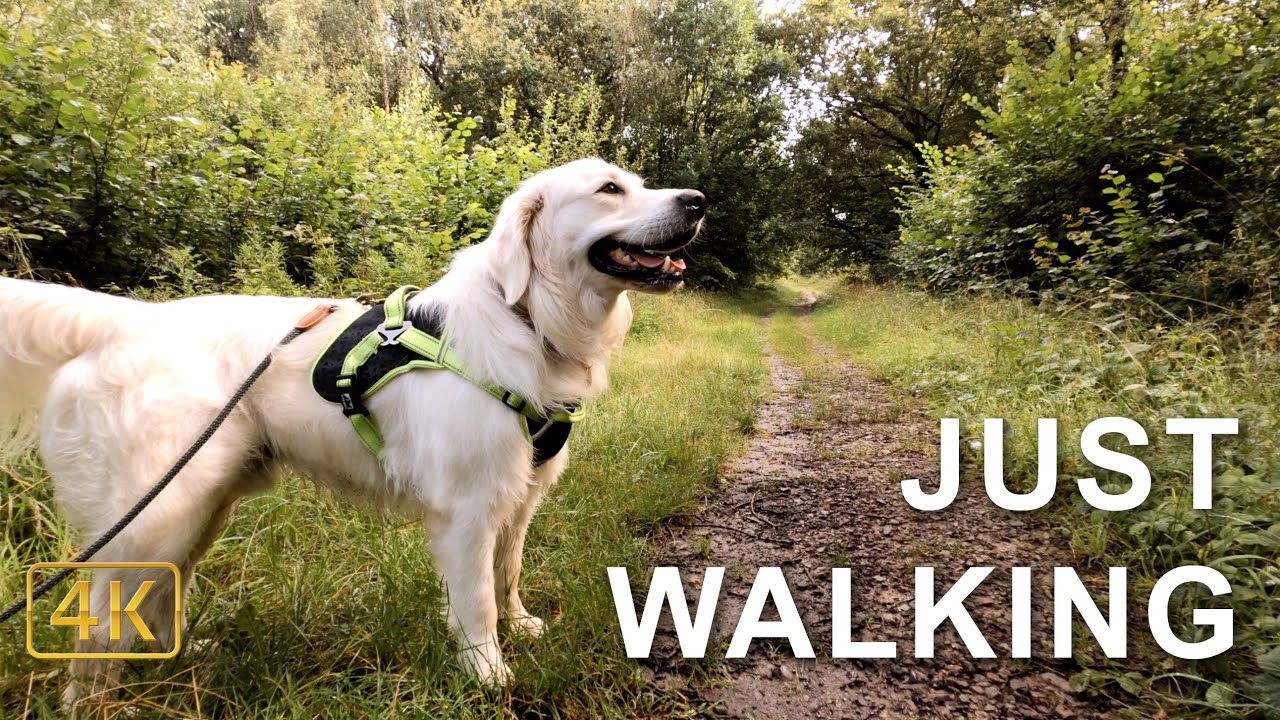 Golden Retriever In The Woods | Clanger Woods Wiltshire | 4K Walk