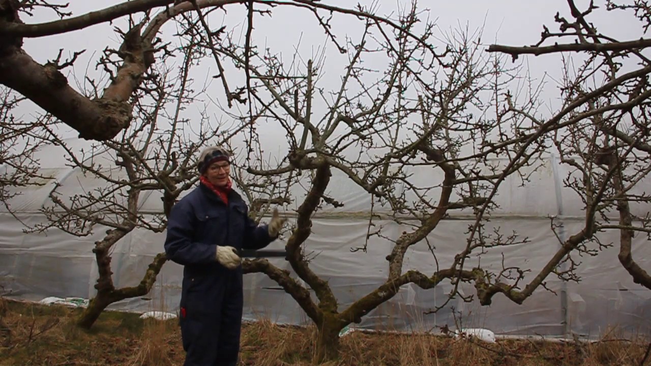Beskæring af gamle æbletræer i frugtplantange