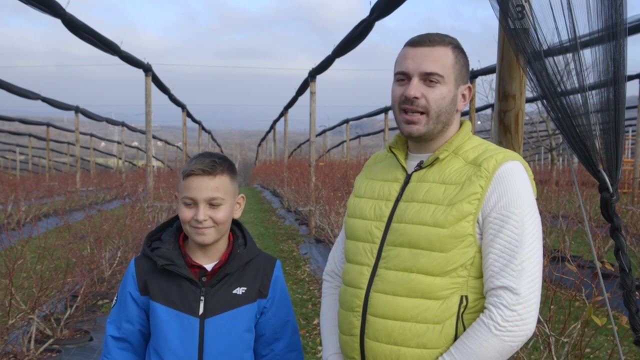 Savremeni zasad BOROVNICA u selu DRAGOSINCI - U nasem ataru 981