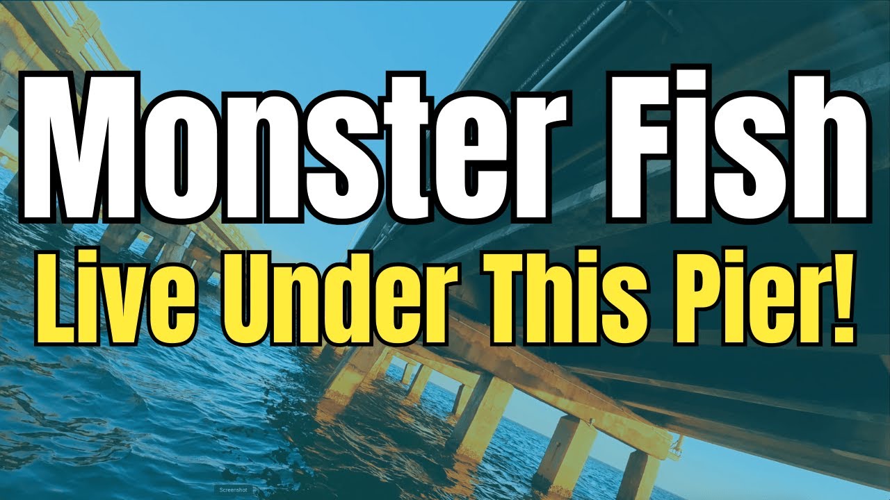 YOU HAVE TO SEE THE FISH Under The World's Largest Fishing Pier! (Tampa Bay Underwater)