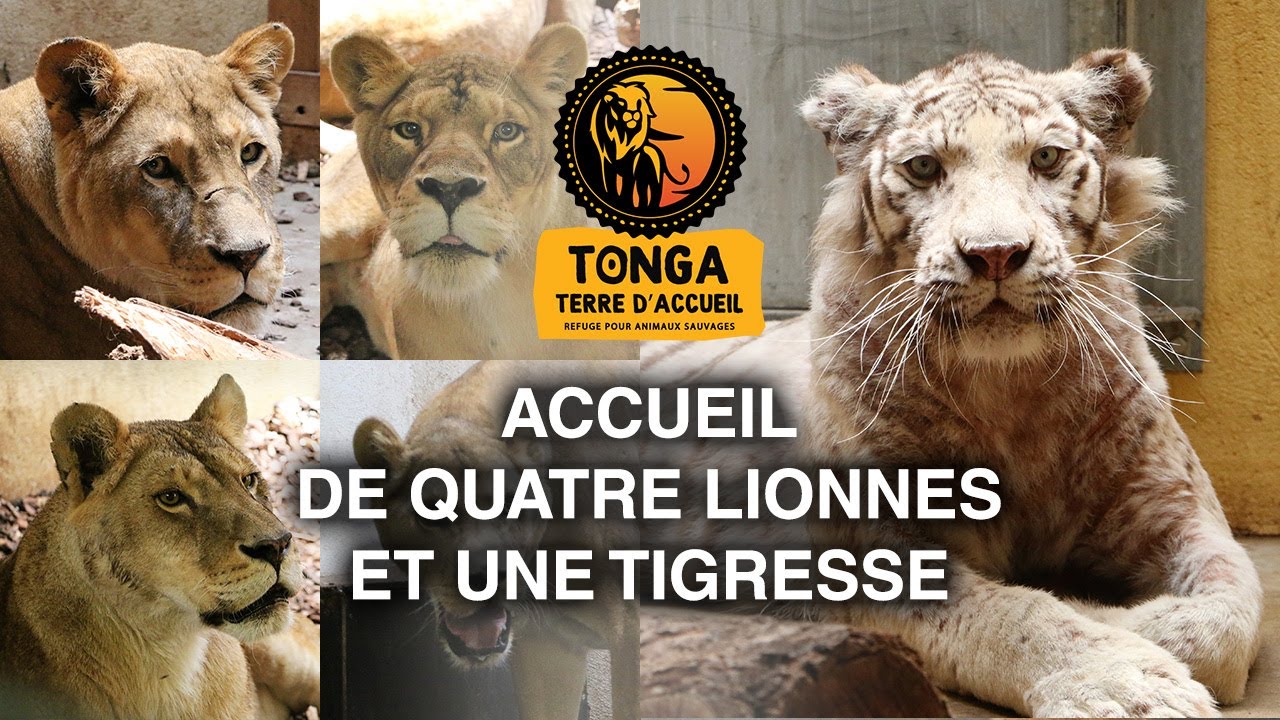 Accueil de 4 lionnes et une tigresse