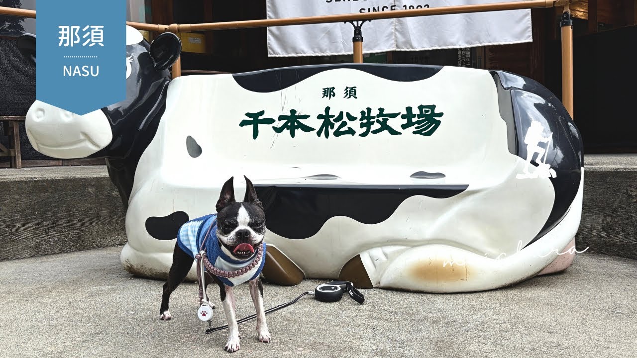 🐶🆗【那須 】リニューアルした千本松牧場を楽しむボストンテリアBoston terrier