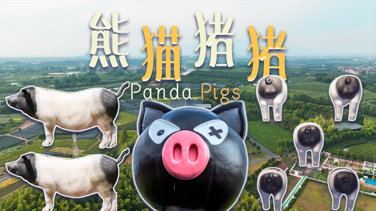 Panda Pigs—Two-End-Black Pigs 熊猫猪猪——两头乌｜Zhejiang｜浙江｜PIG｜Pork｜Jamon｜火腿｜金华｜Jinhua｜金华火腿｜