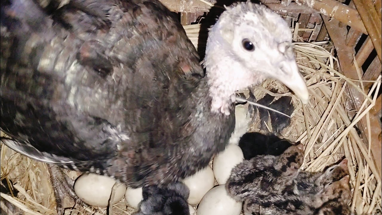 سمعت صوت صوصوا لقيت فرختى الرومى بتفقس اول مره  تعالوا شوفوا جابتلى الخير كله اللهم بارك🐣