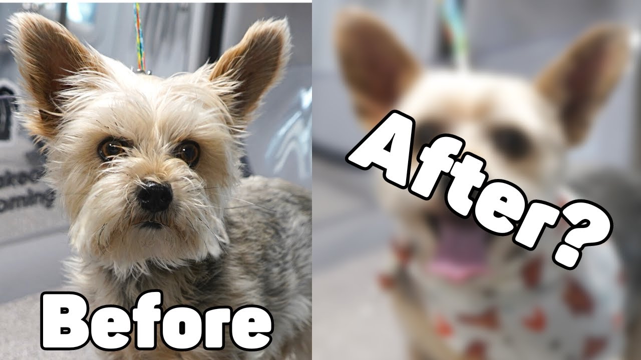 Yorkie Makeover!