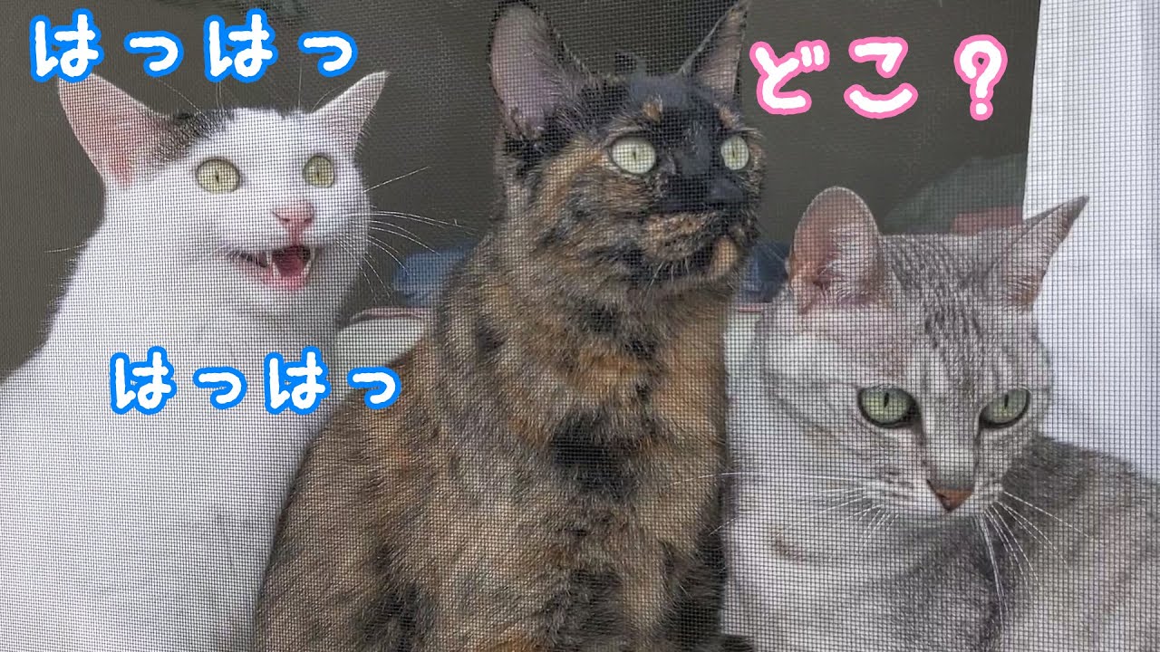 カラスを見つけて笑ったりお喋りが止まらない猫チロさん