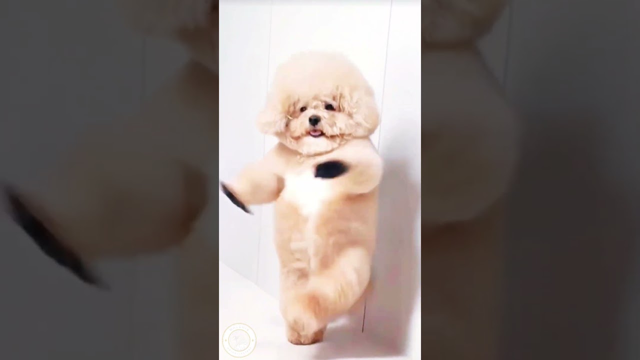 #cute