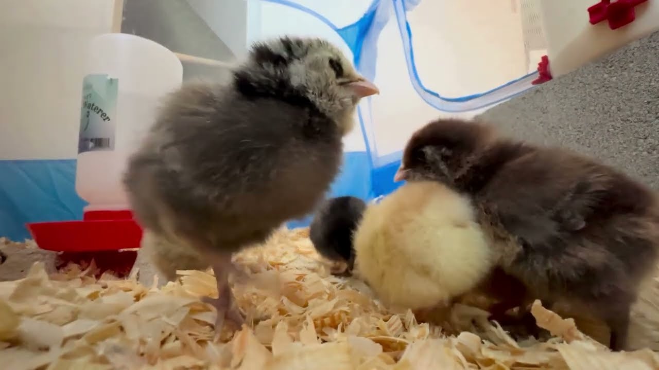 3 day old chicks dig dig dig