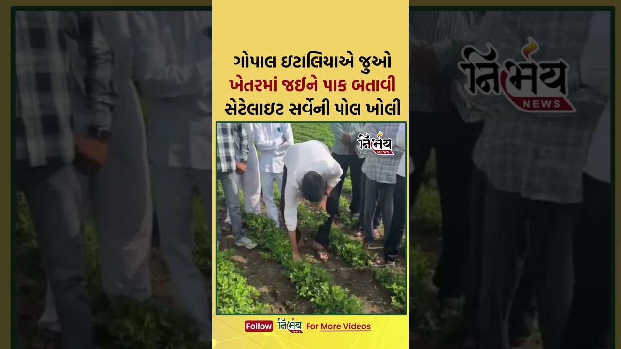 Gopal Italia એ જુઓ ખેતરમાં જઈને પાક બતાવી સેટેલાઇટ સર્વેની પોલ ખોલી! | NirbhaynewsGopi