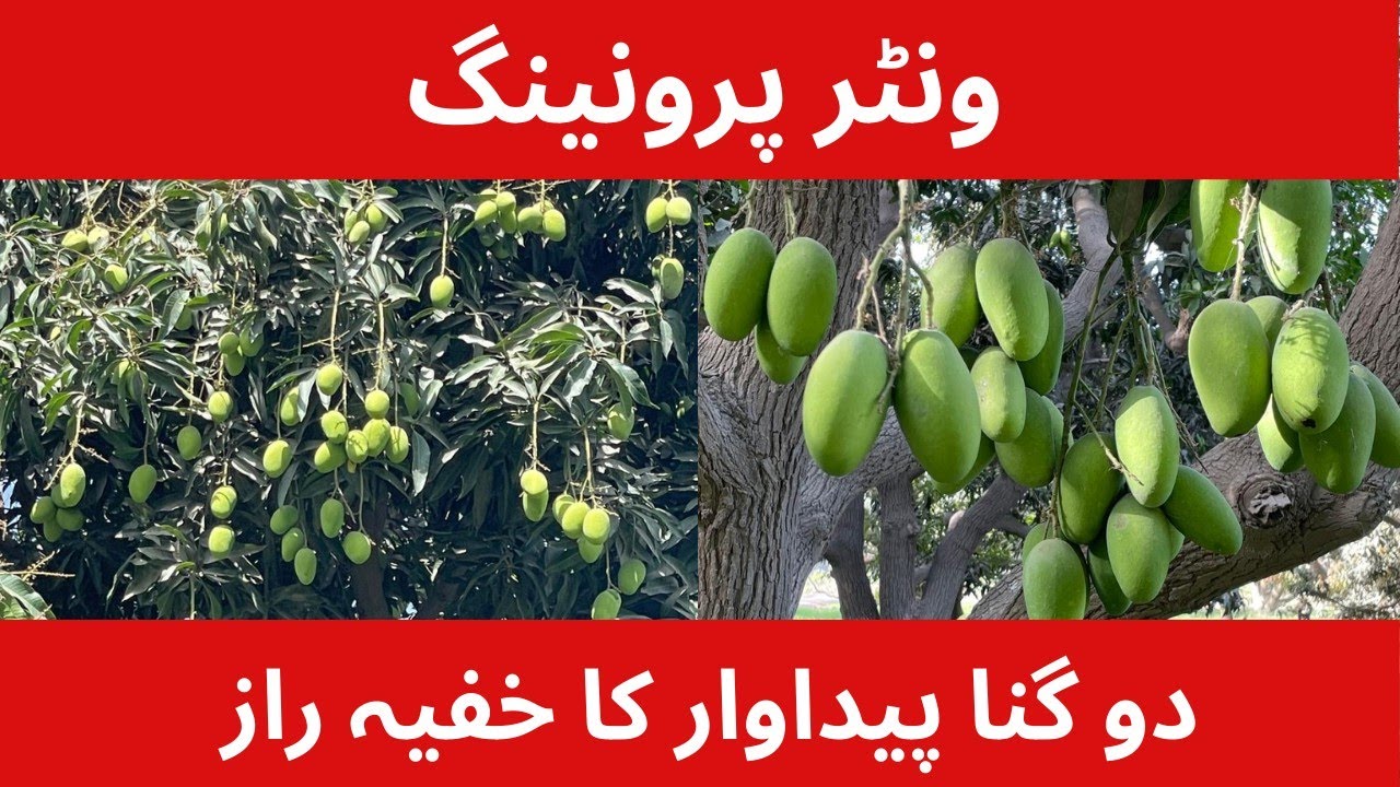 Boost Mango Yield: Essential Winter Pruning Tips