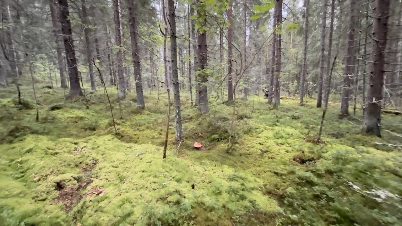 Sienimetsässä haahuilua ja vanha viljankuivaamo…