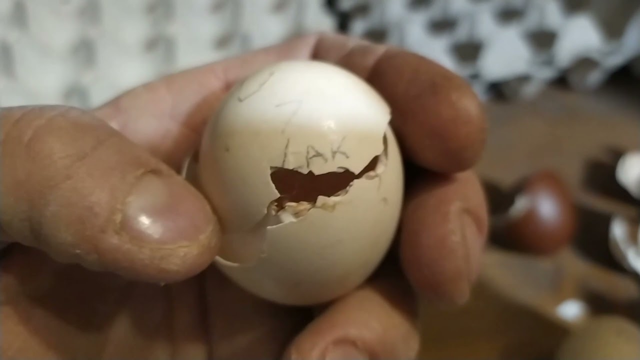 Nati pulcini di Marans Phoenix oliveregger Valdarno