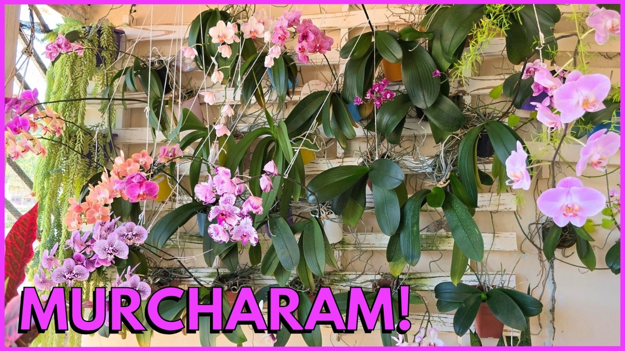 O CALORÃO ESTA ACABANDO COM AS FLORAÇÕES DAS PHALAENOPSIS ☝️😟