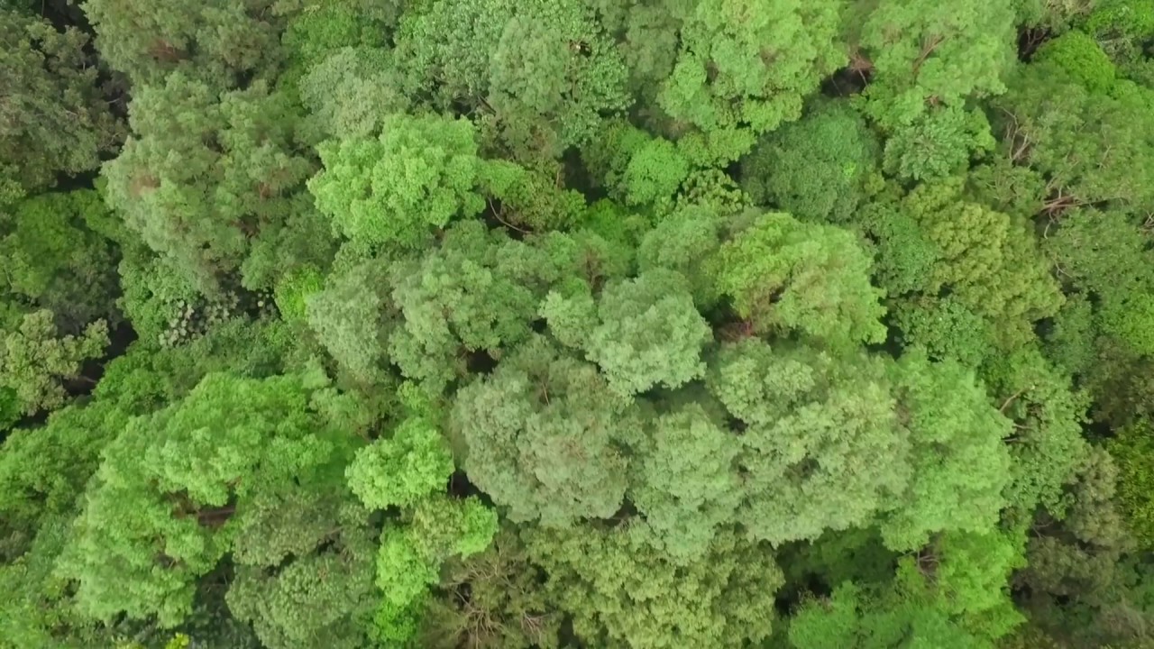 Borneo, Thailand, Drone DJI Phantom 3 Advanced (Jungle, Rainforest)