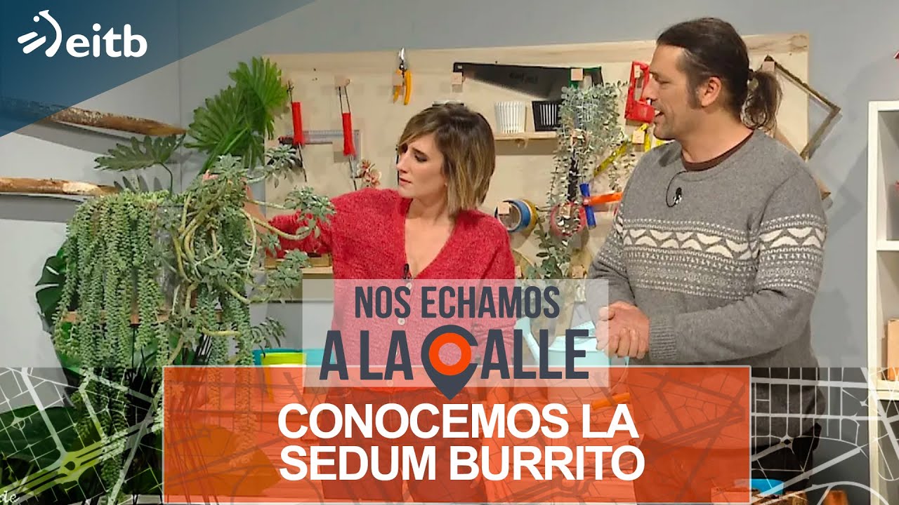 Conocemos la Sedum Burrito con Iñigo Segurola
