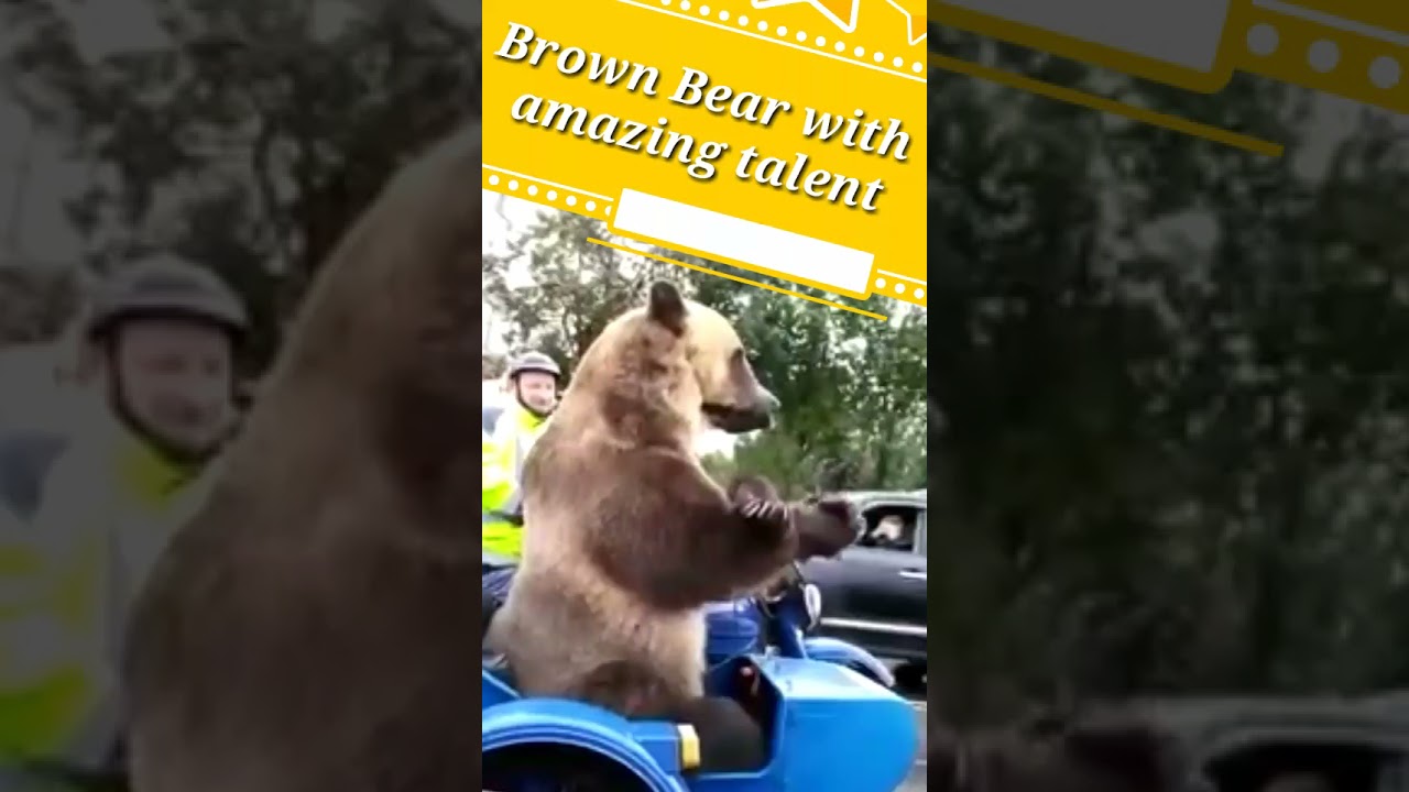 Brown Bear With Amazing Talent #shorts