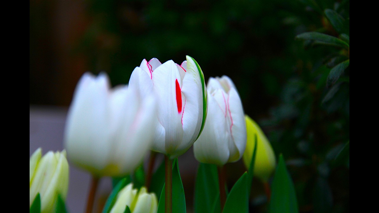 チューリップ展・春をさきどり！