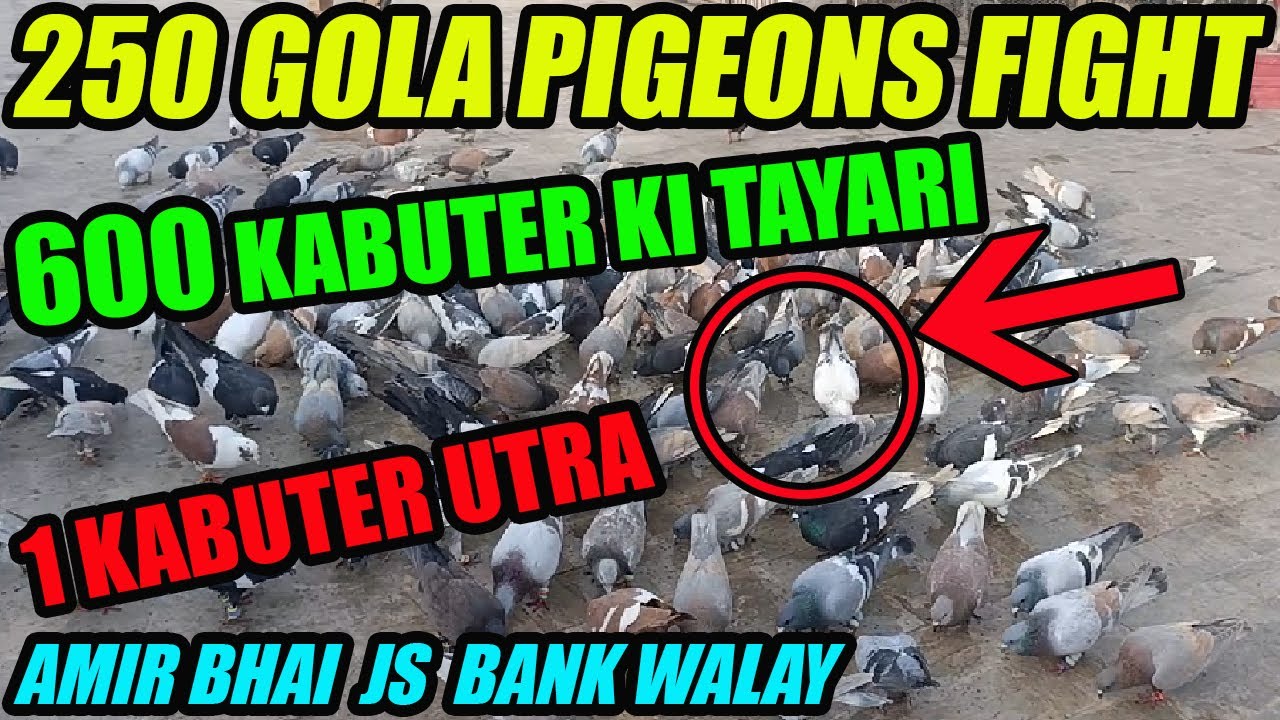 250 Gola Pigeons Fight Amir Bhai JS Bank Walay 600 Gola Kabooter Larrayya Tayari Desi Chitay Lalband