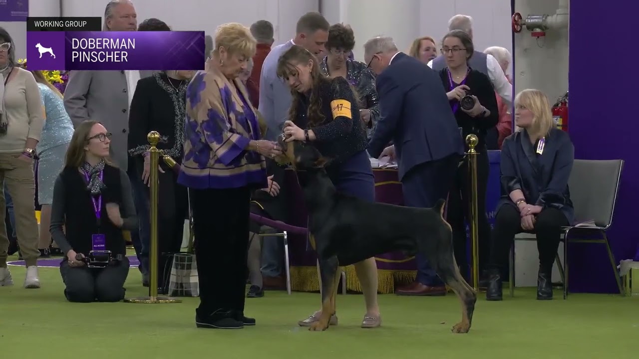 Doberman Pinscher | Breed Judging 2025