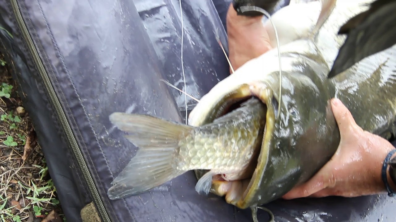 K&aacute;r&aacute;sz Vs Harcsa! Crucian Vs Catfish! WWW.SEDOFISHING.COM