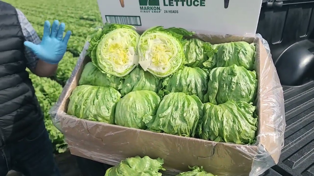 Live From The Fields: Salinas Valley Lettuce Update