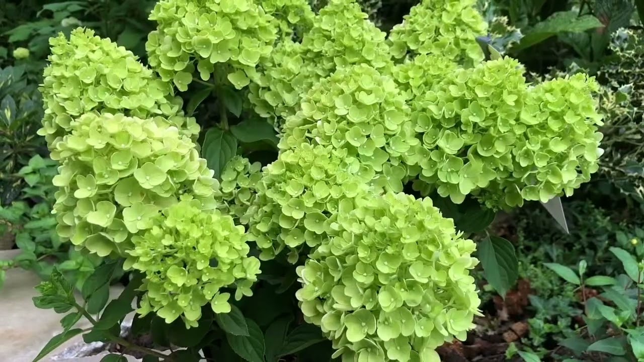 Nowa odmiana Hortensji bukietowej ,Lemonlight&rsquo;