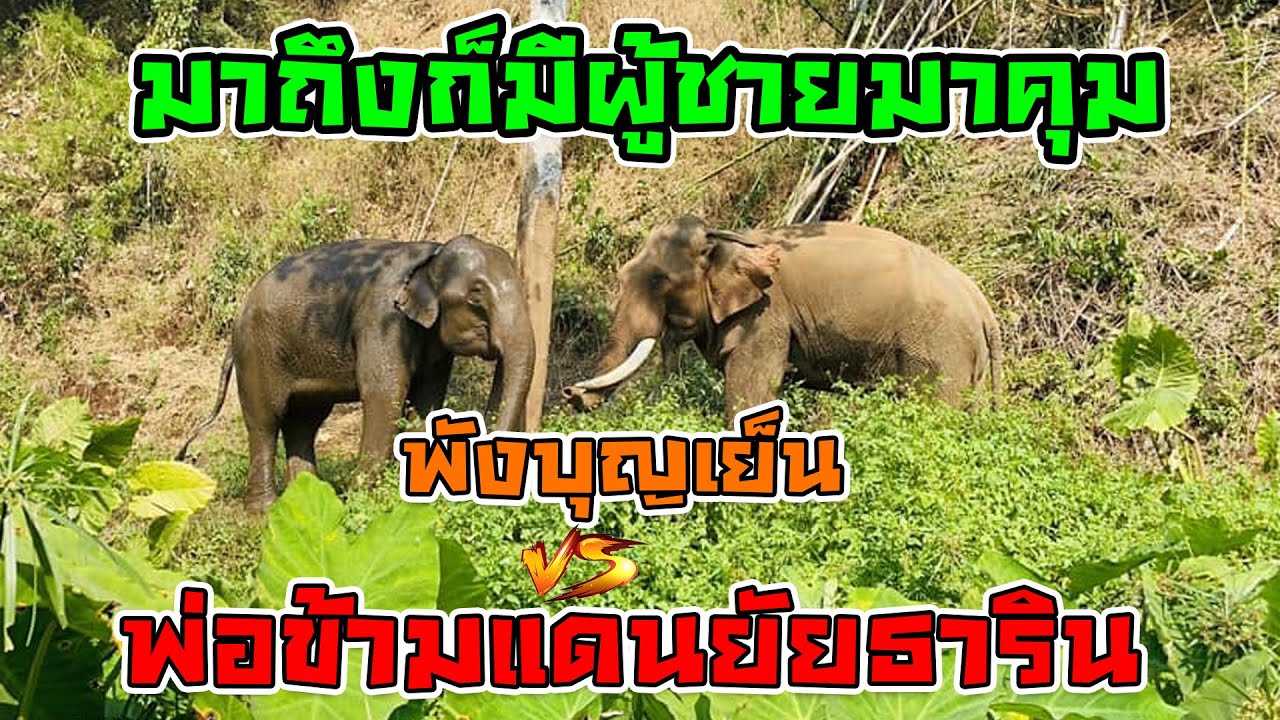 พังบุญเย็น ถึงฟาร์มช้างภัทรแล้ว ชีวิตใหม่ เรื่องราวใหม่ๆ ที่สวยงามกำลังเริ่มต้นขึ้น