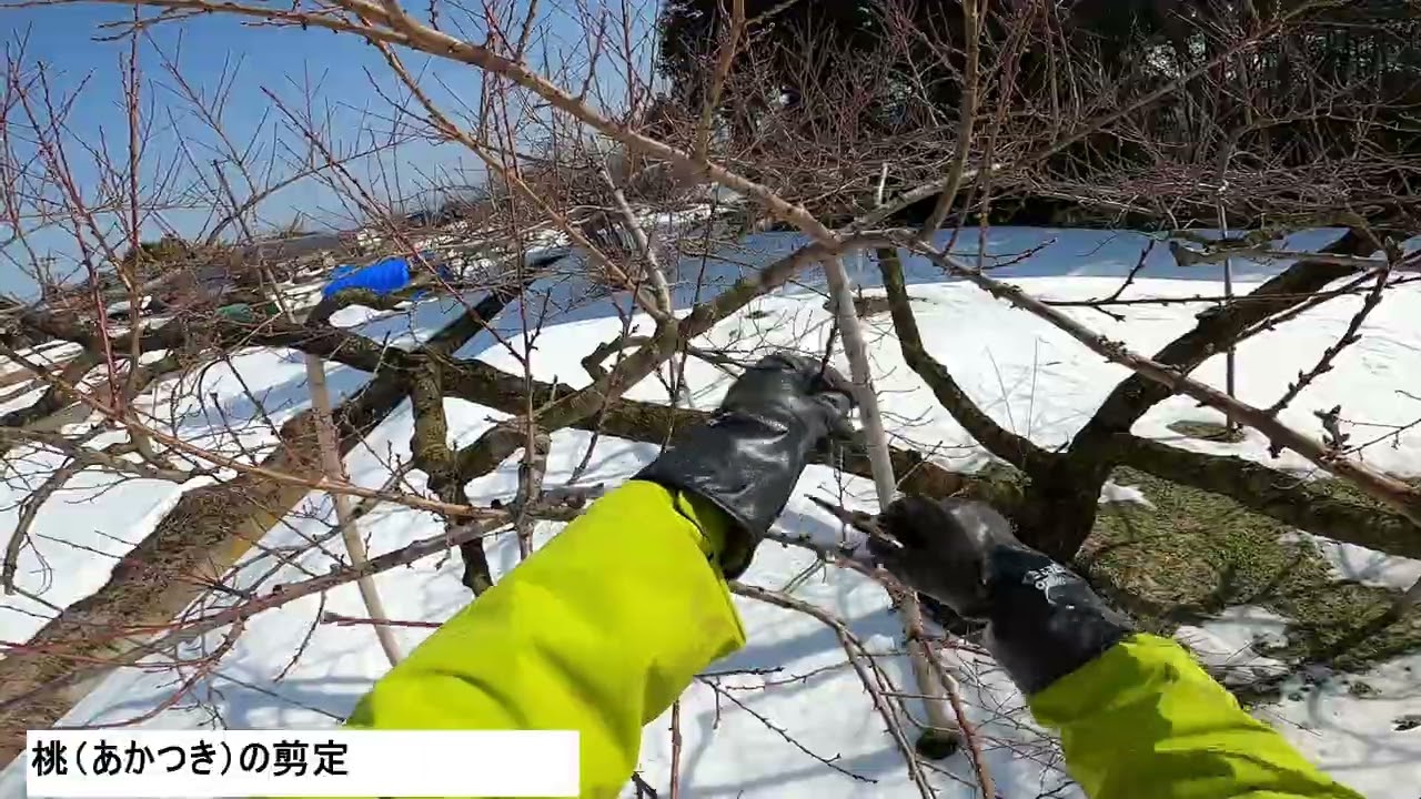 2026年2月24日桃の剪定