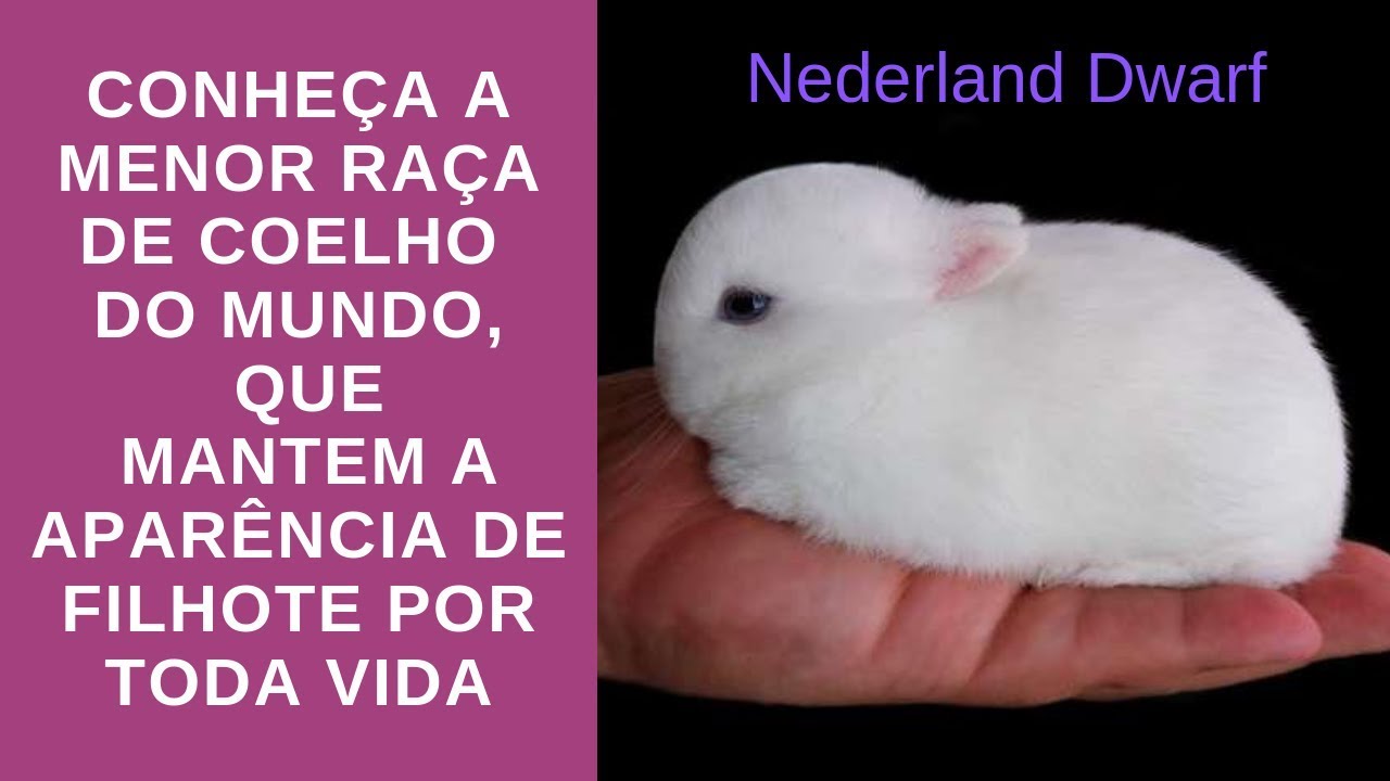 Conheça a menor raça do mundo, que mantem a aparencia de filhote por toda vida.