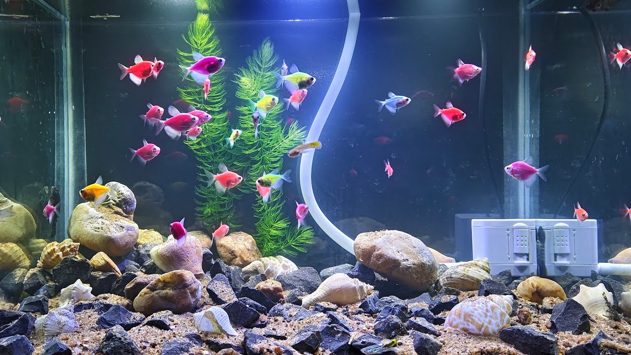 Mera fishes ka Chhota Sa Jannat 🐟🐠😊,,,, #fish #aquarium
