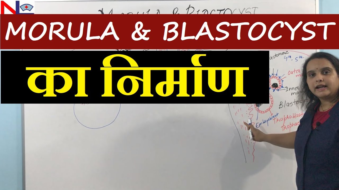 Embryonic development | Fertilization, Cleavage, Morula and Blastulation formation in Hindi (हिंदी)
