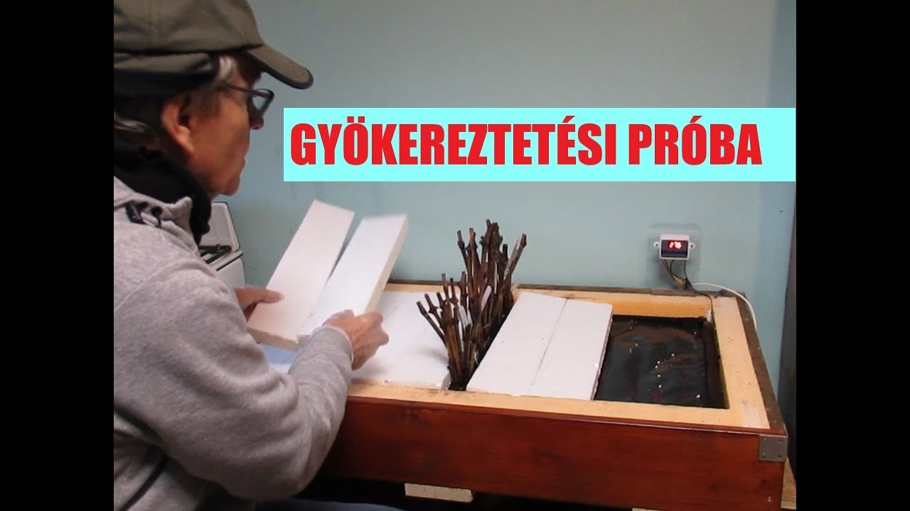 Gyökereztetés január végén - kipróbálok egy gyökérserkentő biostimulátort