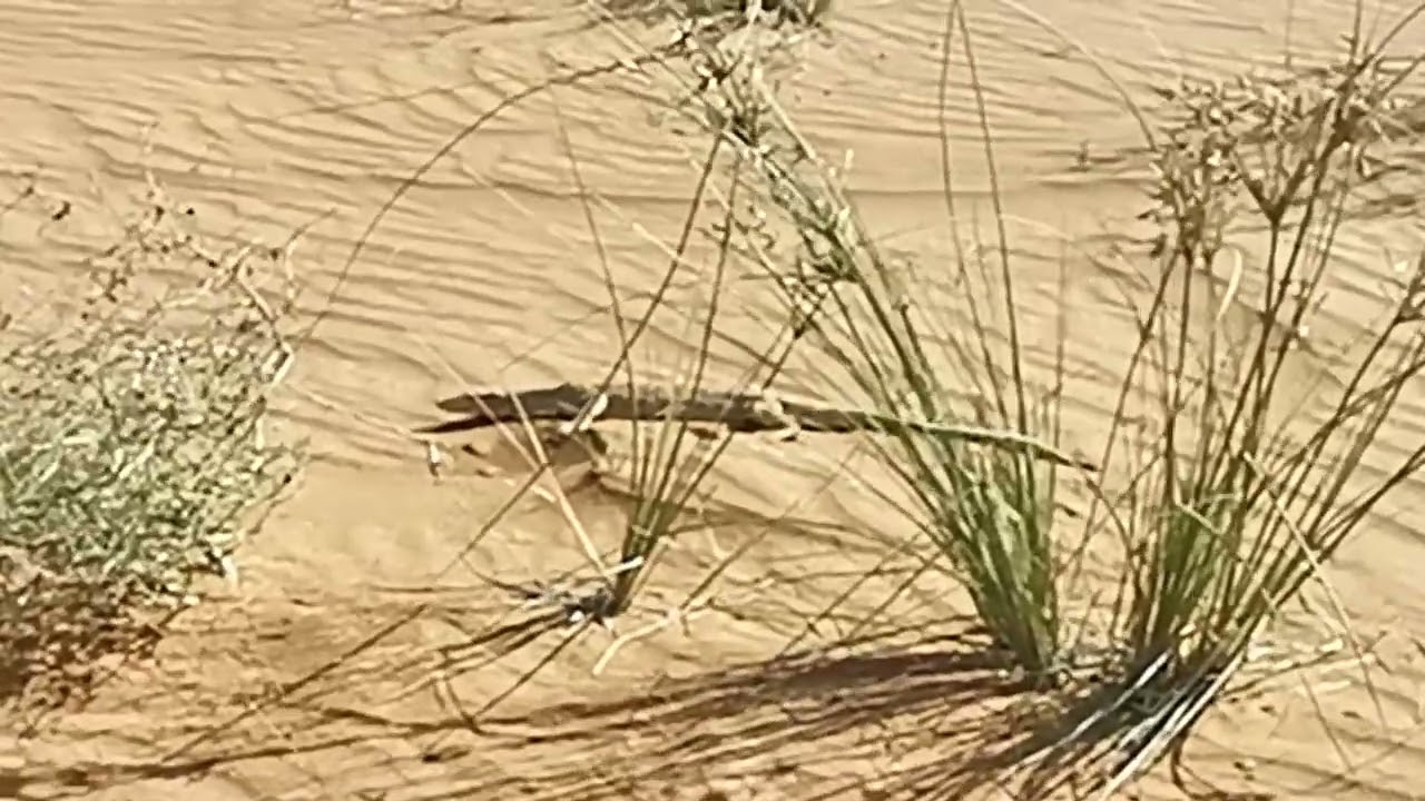 desert monitor in the red desert Al madam. #dubai #uae #desertsafaridxbme