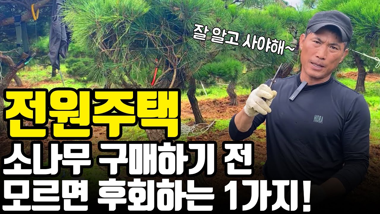 전원주택(시골, 전원)용 소나무 구입시 반드시 체크해야 하는 1가지! [주말용주택, 마당조경]