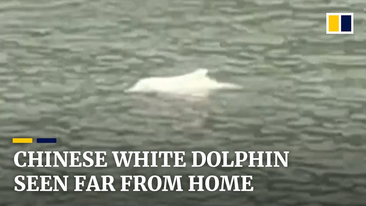 Race to save &lsquo;panda of the ocean&rsquo; after rare Chinese white dolphin spotted far from usual habitat