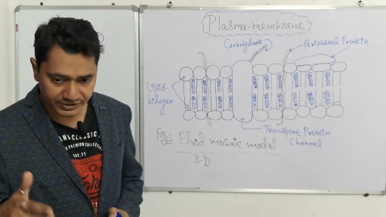 Plasma membrane : Structure 