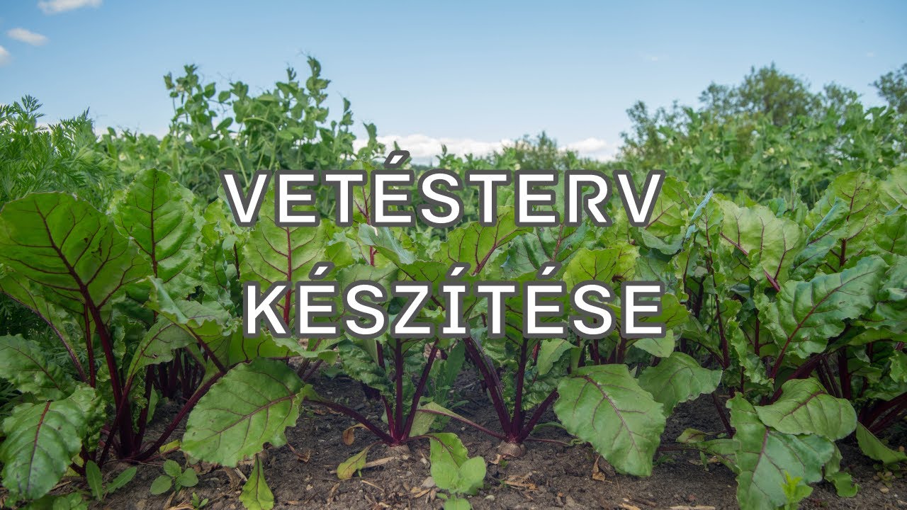 Vetésterv készítése a biokertben