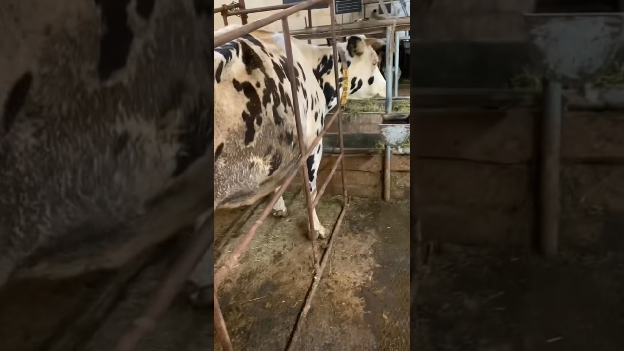 Hoof Care Chronicles: A Guide to Cow Hoof Trimming  #veterinary #hooftrimming