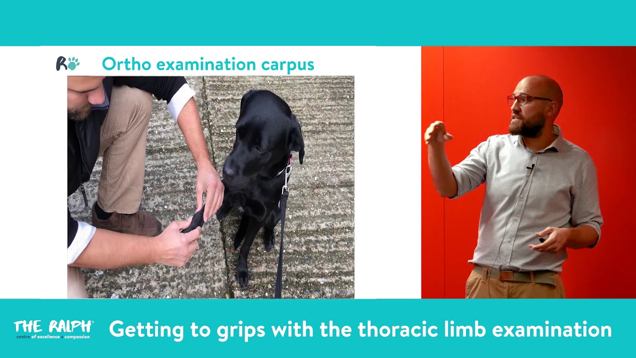Thoracic Limb Examination by Alan Danielski